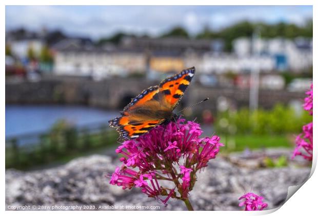 The Newport Butterfly. Print by 28sw photography