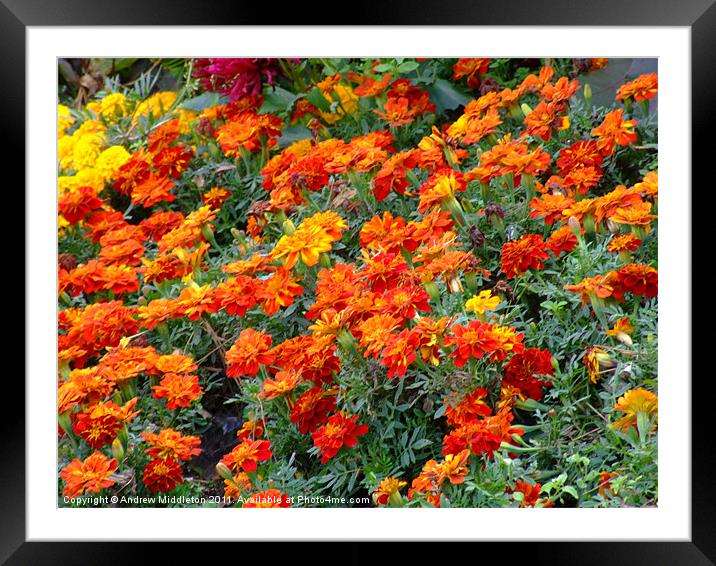 Flowers Framed Mounted Print by Andrew Middleton