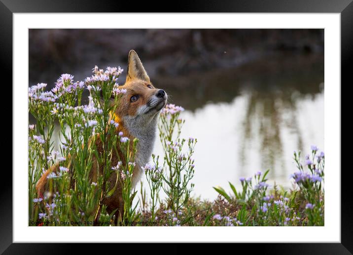 Plant flower Fox Framed Mounted Print by Don Davis