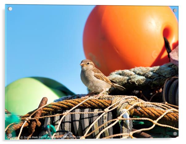 Female House Sparrow at Lyme Regis Harbour Acrylic by Susie Peek