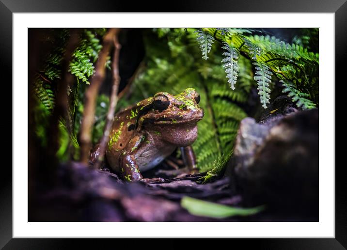 Mountain Chicken Frog Framed Mounted Print by Artur Bogacki