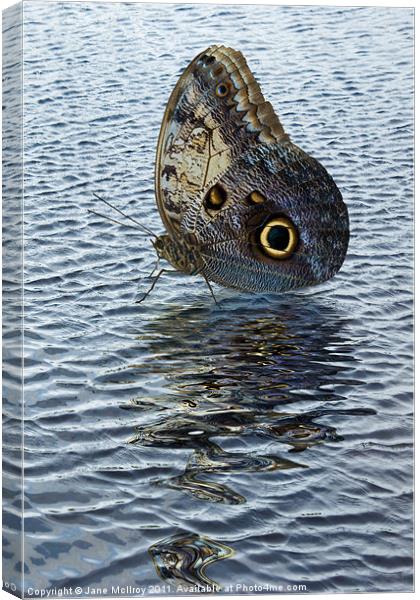 Owl Butterfly on Water Canvas Print by Jane McIlroy