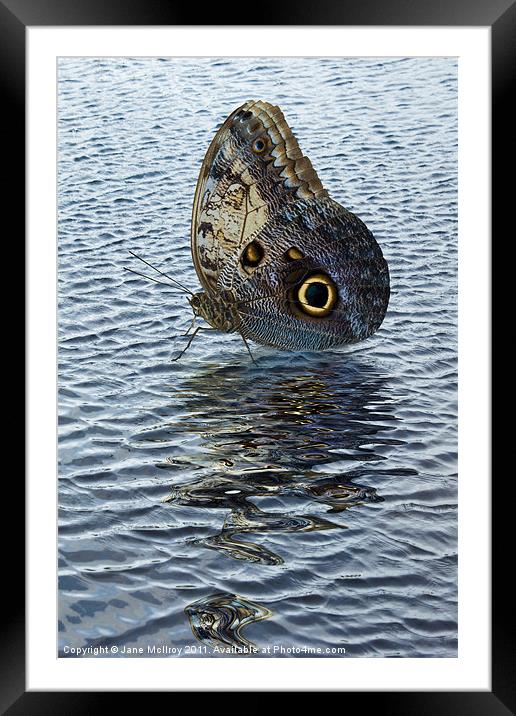 Owl Butterfly on Water Framed Mounted Print by Jane McIlroy