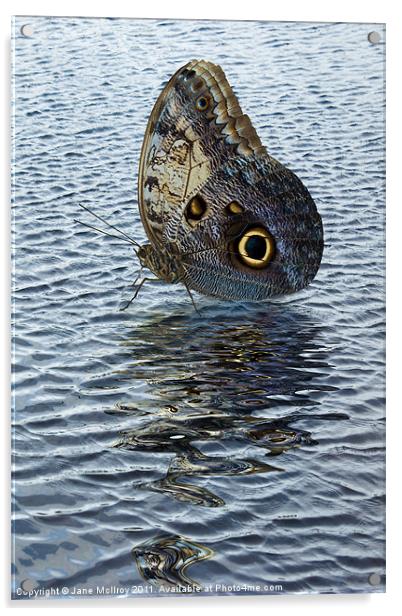 Owl Butterfly on Water Acrylic by Jane McIlroy