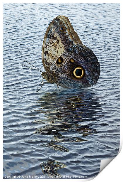 Owl Butterfly on Water Print by Jane McIlroy