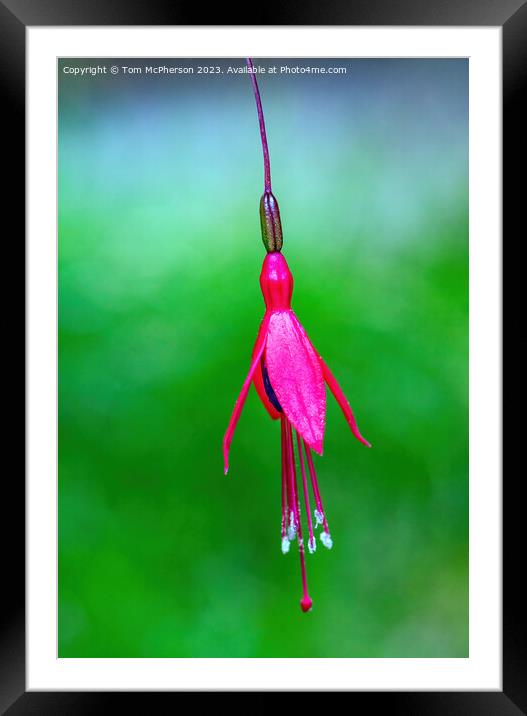 Captivating Fuchsia Magellanica Close-Up Framed Mounted Print by Tom McPherson