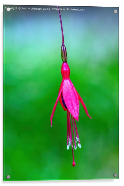 Captivating Fuchsia Magellanica Close-Up Acrylic by Tom McPherson