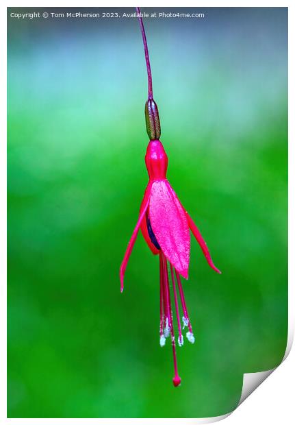 Captivating Fuchsia Magellanica Close-Up Print by Tom McPherson