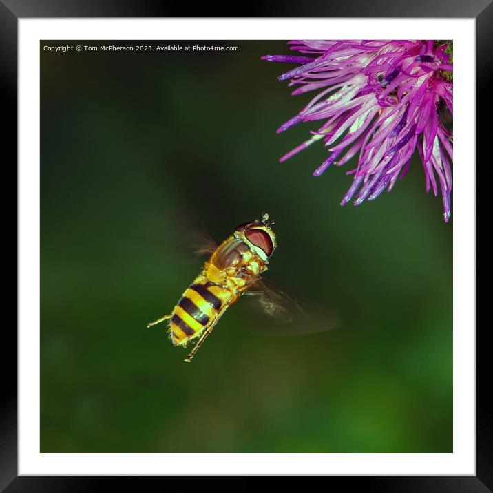 Buzzing Beauty in Motion Framed Mounted Print by Tom McPherson
