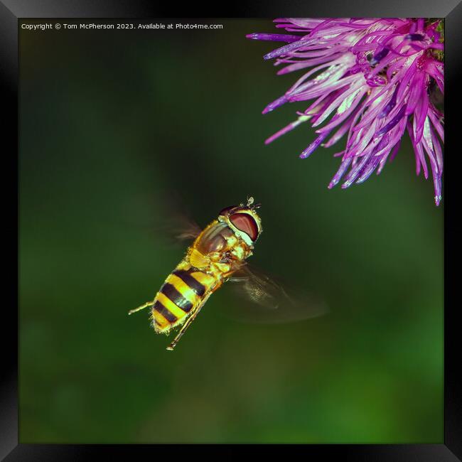 Buzzing Beauty in Motion Framed Print by Tom McPherson