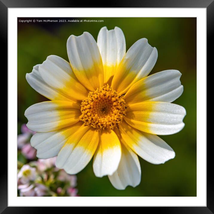 Blooming Crown Daisy: A Gourmet Delight Framed Mounted Print by Tom McPherson