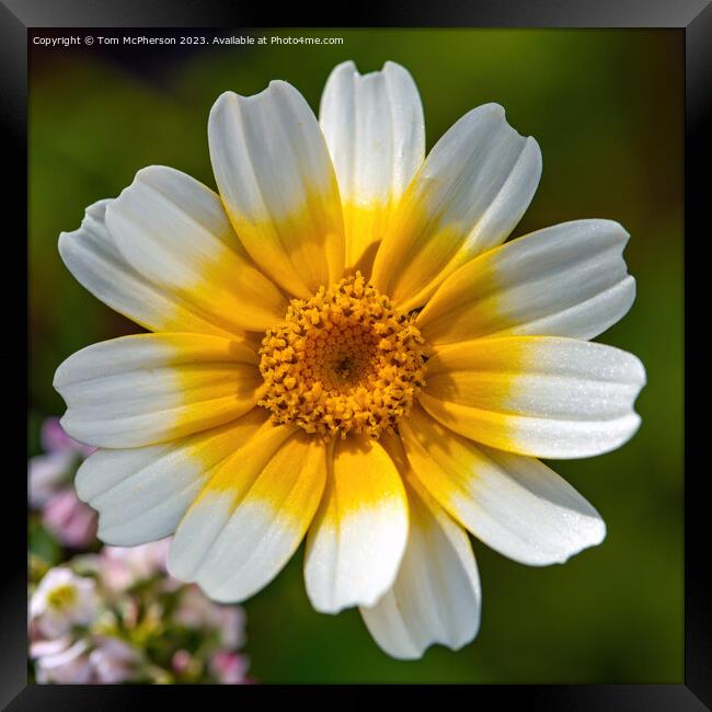 Blooming Crown Daisy: A Gourmet Delight Framed Print by Tom McPherson