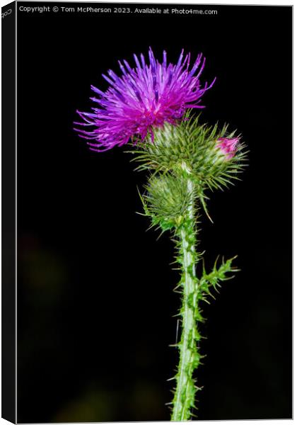 flower of Scotland Canvas Print by Tom McPherson