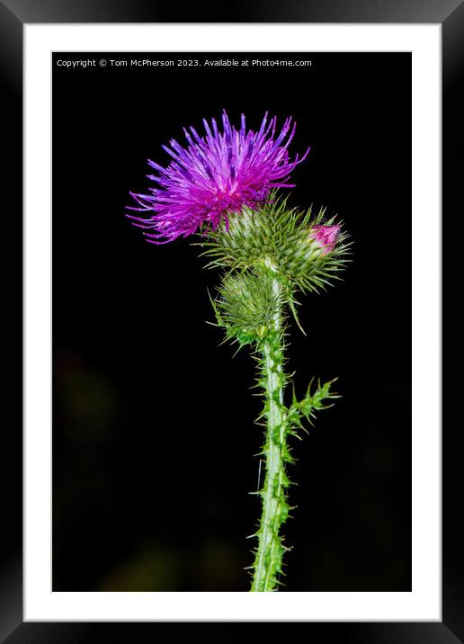 flower of Scotland Framed Mounted Print by Tom McPherson