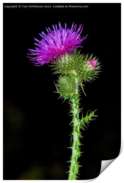 flower of Scotland Print by Tom McPherson