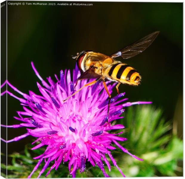Bumblebee's Dance on Spiky Thistle Canvas Print by Tom McPherson