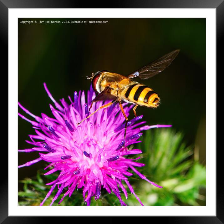 Bumblebee's Dance on Spiky Thistle Framed Mounted Print by Tom McPherson