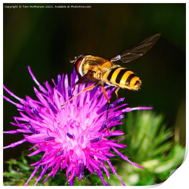 Bumblebee's Dance on Spiky Thistle Print by Tom McPherson