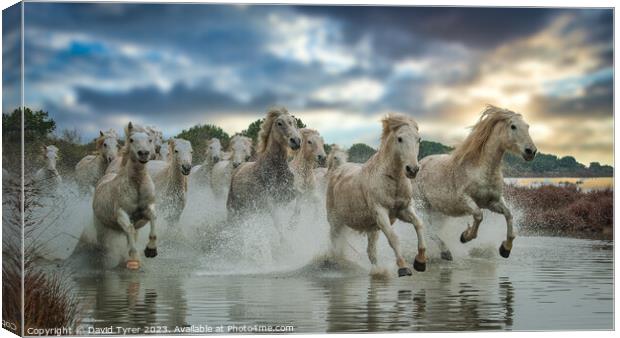 Camargue Horses Sunset Canvas Print by David Tyrer