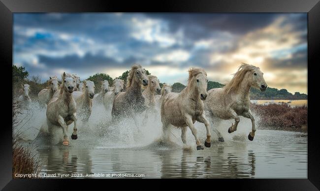 Camargue Horses Sunset Framed Print by David Tyrer