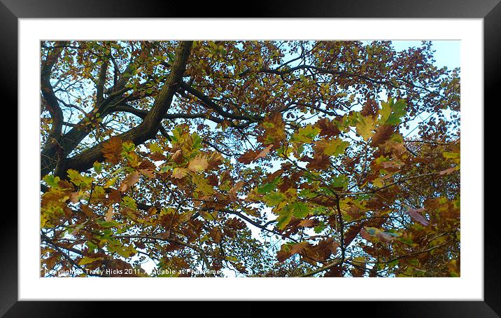 Autumn in the Woods Framed Mounted Print by Tracy Hicks