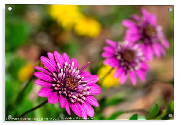 Spring border flowers Acrylic by Adrian Turnbull-Kemp