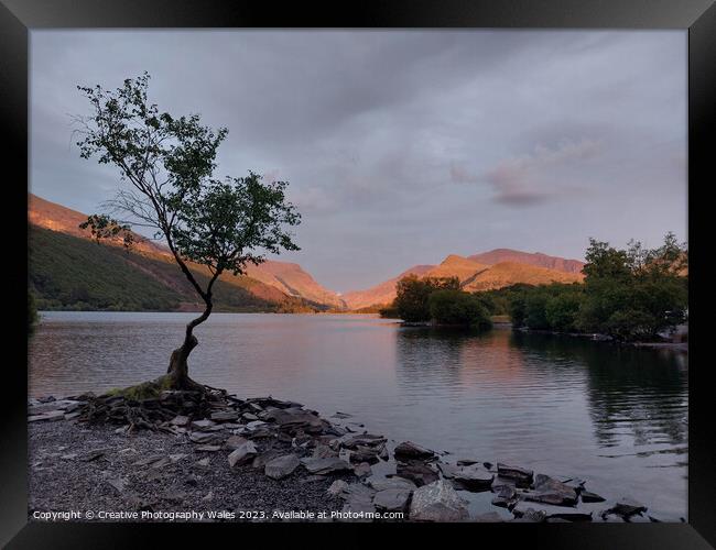 The Lone Tree, Llyn Padarn Framed Print by Creative Photography Wales