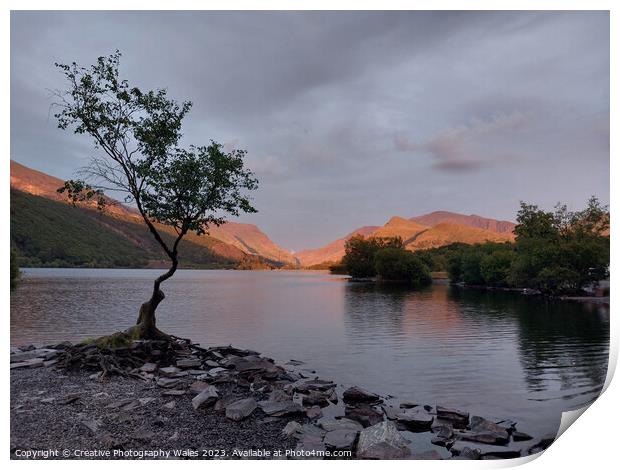 The Lone Tree, Llyn Padarn Print by Creative Photography Wales