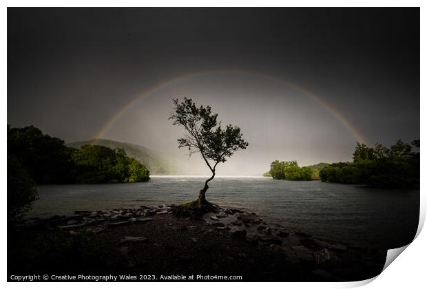 The Lone Tree, Llyn Padarn Print by Creative Photography Wales