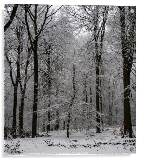 Forest of Dean Winter Landscape Acrylic by Creative Photography Wales