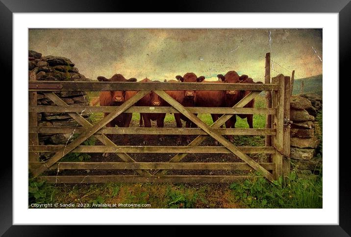 Curious Red Cows Through A Gate in Lake District Framed Mounted Print by Sandie 