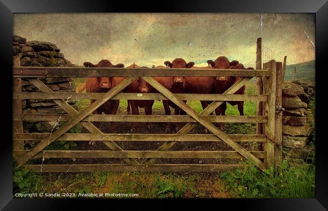 Curious Red Cows Through A Gate in Lake District Framed Print by Sandie 