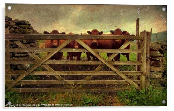 Curious Red Cows Through A Gate in Lake District Acrylic by Sandie 