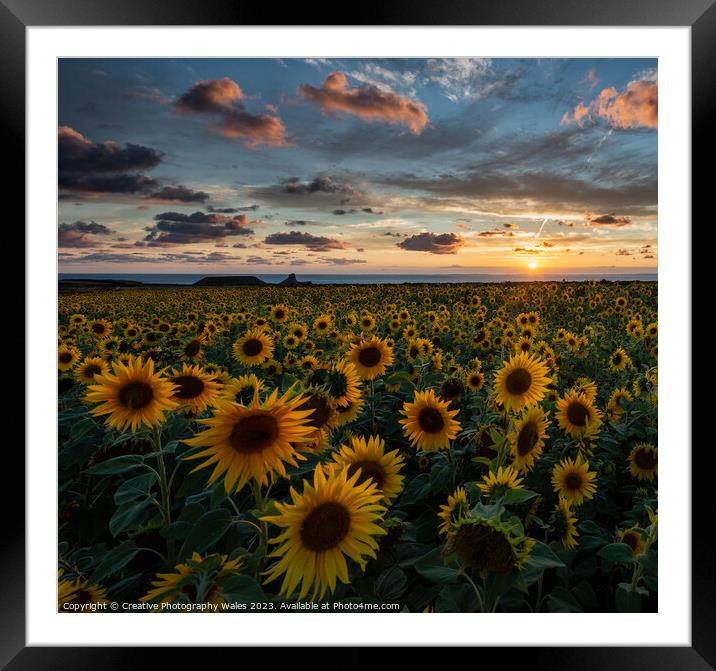 Sunflowers at Rhossili  Framed Mounted Print by Creative Photography Wales