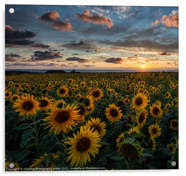 Sunflowers at Rhossili  Acrylic by Creative Photography Wales
