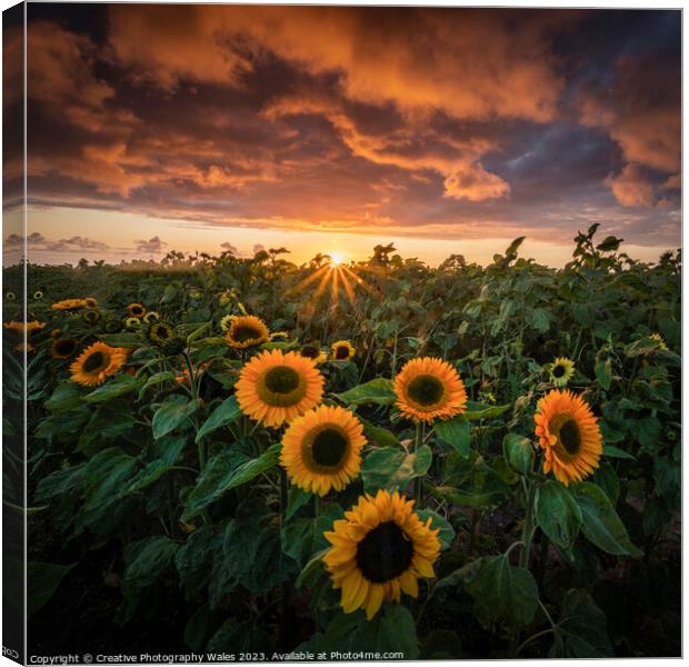 Sunflowers at Rhossili  Canvas Print by Creative Photography Wales
