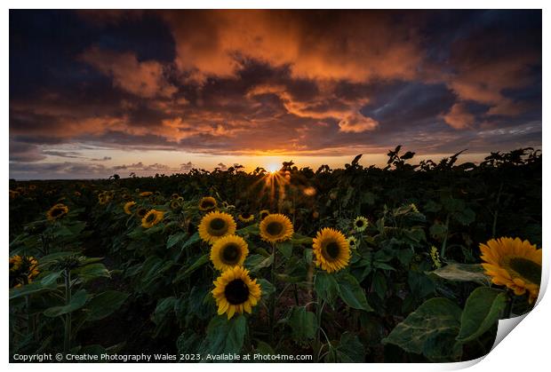 Sunflowers at Rhossili  Print by Creative Photography Wales