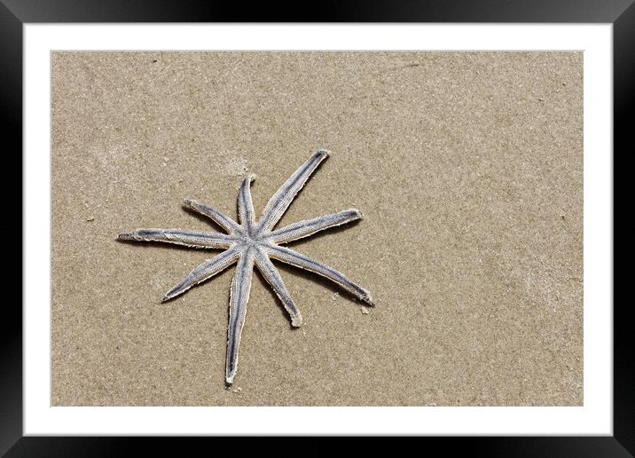 A lonely starfish Framed Mounted Print by Steve Painter
