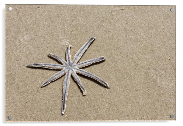 A lonely starfish Acrylic by Steve Painter