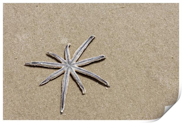 A lonely starfish Print by Steve Painter