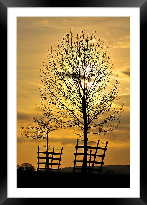 Trees At Sunset.. Framed Mounted Print by Jason Connolly