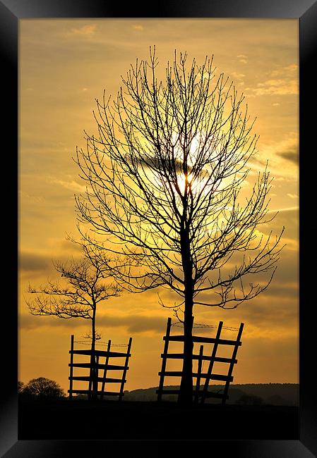 Trees At Sunset.. Framed Print by Jason Connolly
