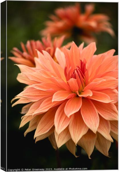 Colourful Orange Dahlias In Full Bloom Canvas Print by Peter Greenway