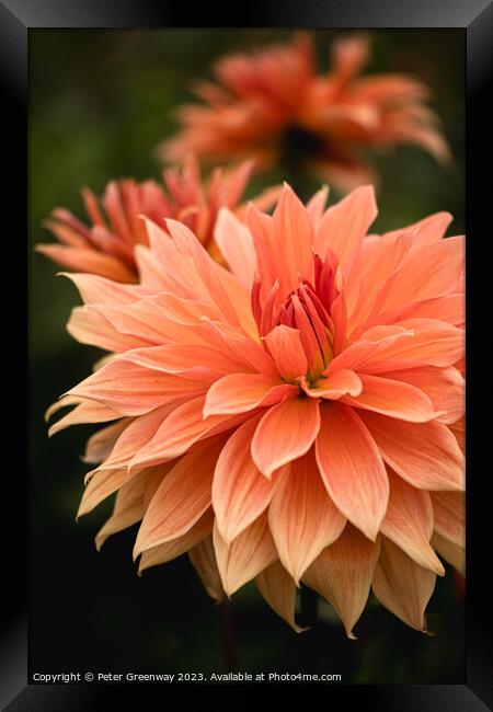 Colourful Orange Dahlias In Full Bloom Framed Print by Peter Greenway