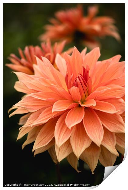 Colourful Orange Dahlias In Full Bloom Print by Peter Greenway