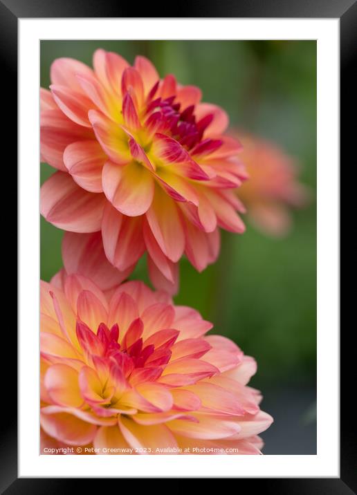 Colourful Dahlias In Full Bloom Framed Mounted Print by Peter Greenway
