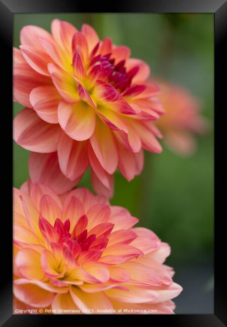 Colourful Dahlias In Full Bloom Framed Print by Peter Greenway