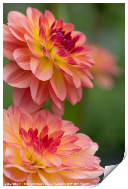 Colourful Dahlias In Full Bloom Print by Peter Greenway