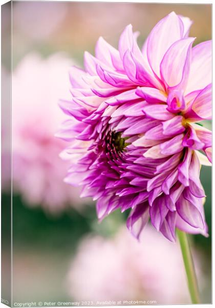 Colourful Purple Dahlias In Full Bloom Canvas Print by Peter Greenway