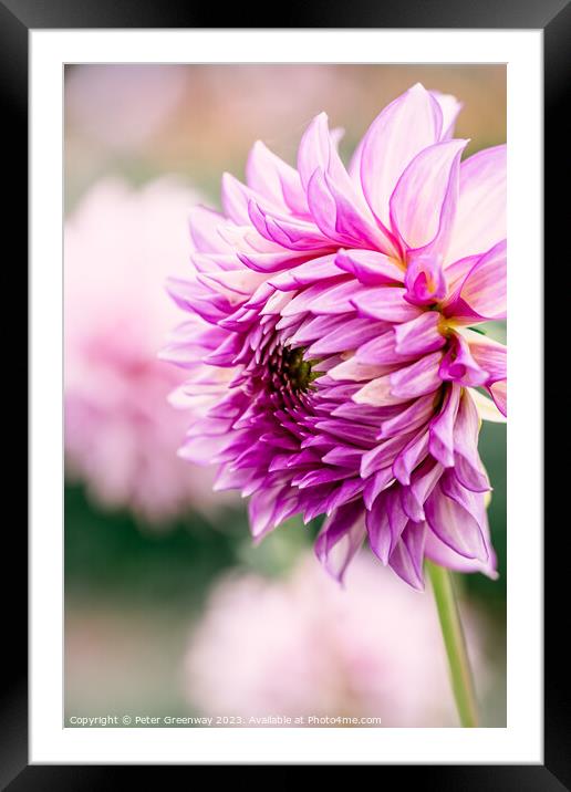 Colourful Purple Dahlias In Full Bloom Framed Mounted Print by Peter Greenway